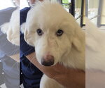 Small #12 Great Pyrenees