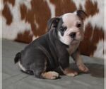 Small #1 English Bulldog