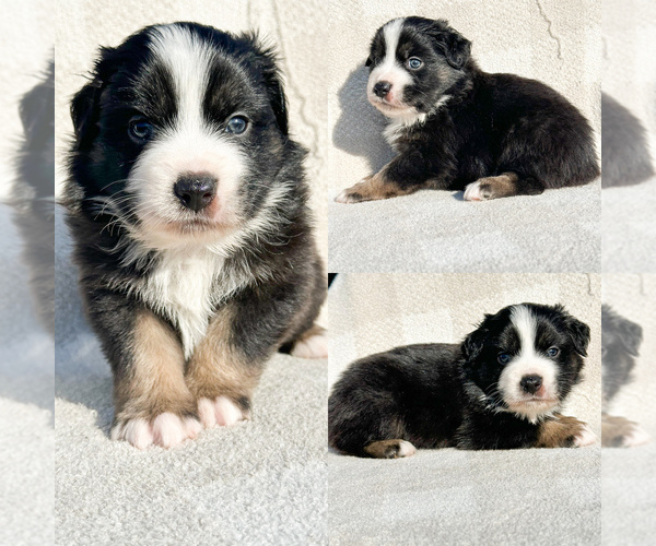Medium Photo #1 Miniature Australian Shepherd Puppy For Sale in BROOKER, FL, USA