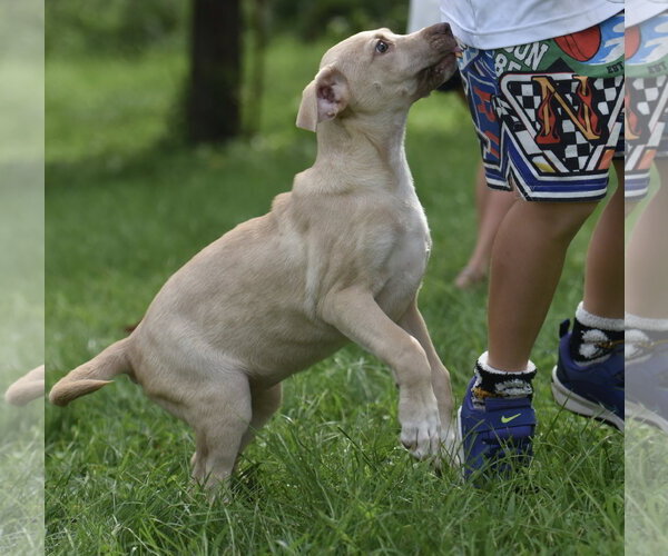 Medium Photo #3 Labrador Retriever Puppy For Sale in Mechanicsburg, PA, USA