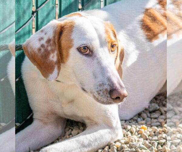 Medium Photo #2 Mutt Puppy For Sale in Hilton Head, SC, USA