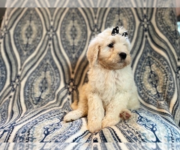 Medium Photo #5 Poodle (Standard) Puppy For Sale in LAKELAND, FL, USA