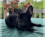 Small #13 French Bulldog