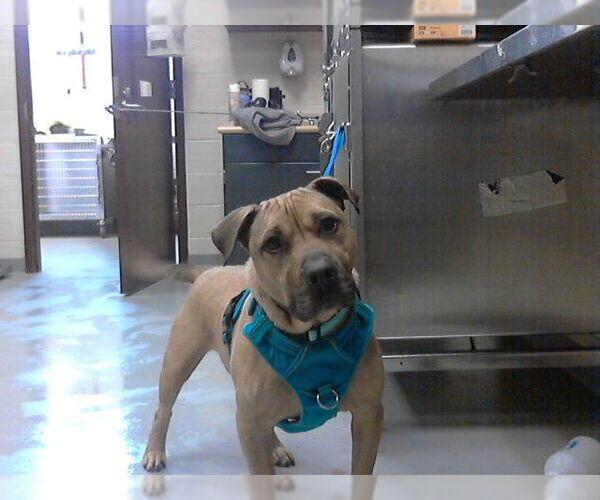 Medium Photo #3 Mutt Puppy For Sale in Fayetteville, NC, USA