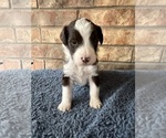 Puppy Yellow Aussiedoodle-Bernedoodle Mix