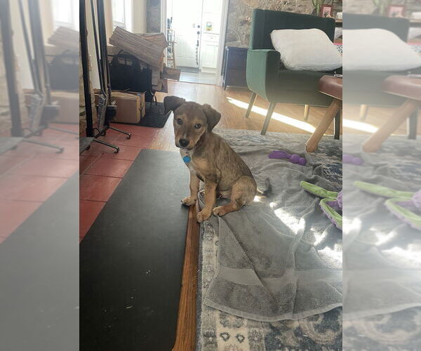 Medium Photo #3 Shepradors Puppy For Sale in Brewster, NY, USA