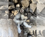 Small #2 Alaskan Klee Kai-Pomsky Mix