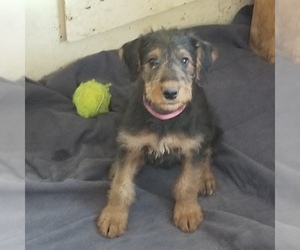 Airedale Terrier Puppy for sale in CENTERVILLE, NV, USA