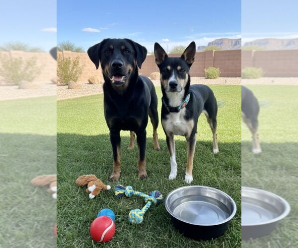 Medium Photo #3 Australian Kelpie-Unknown Mix Puppy For Sale in Pena Blanca, NM, USA