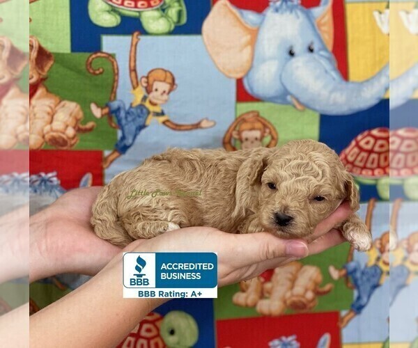 Medium Photo #2 Maltipoo Puppy For Sale in WINNSBORO, LA, USA