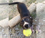 Small Photo #3 Bulldog-Unknown Mix Puppy For Sale in Wetumpka, AL, USA