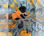 Small Photo #17 Cane Corso Puppy For Sale in OKLAHOMA CITY, OK, USA