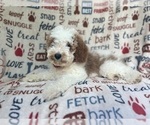 Small #1 Cavapoo