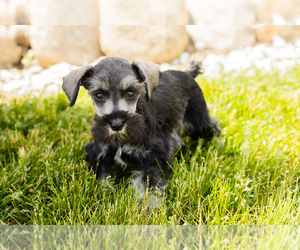 Medium Schnauzer (Miniature)