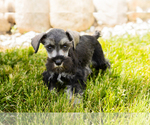 Puppy Scarlett Schnauzer (Miniature)