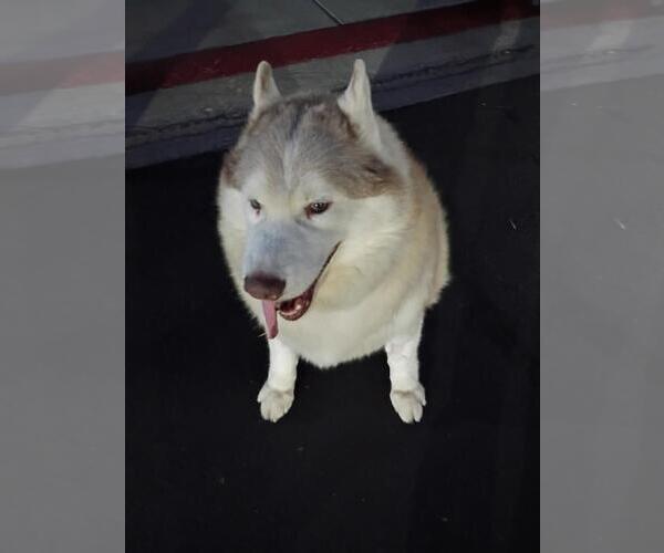 Medium Photo #3 Siberian Husky-Unknown Mix Puppy For Sale in Las Vegas, NV, USA