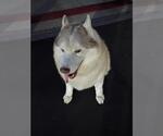 Small #2 Siberian Husky Mix