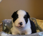 Small Photo #11 Border Collie Puppy For Sale in BRYANTOWN, MD, USA