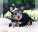 Small Photo #85 Yorkshire Terrier Puppy For Sale in WARSAW, IN, USA