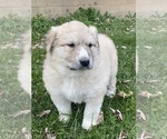 Small #7 Great Pyrenees