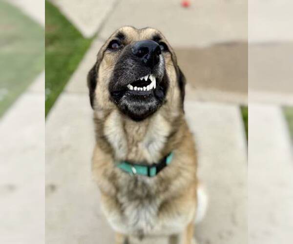 Medium Photo #2 Anatolian Shepherd-German Shepherd Dog Mix Puppy For Sale in Higley, AZ, USA