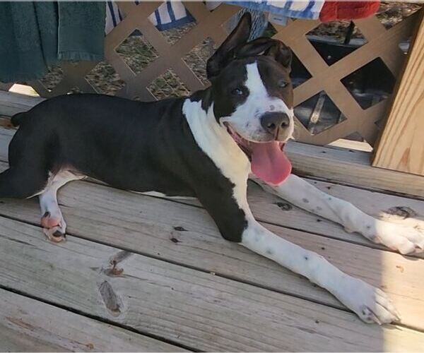 Medium Photo #7 Mutt Puppy For Sale in Murfreesboro, NC, USA