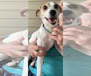 Jack Russell Terrier Dogs for adoption in Mooresville, NC, USA