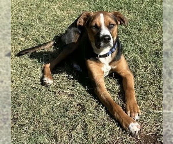 Medium Photo #1 Mutt Puppy For Sale in OKLAHOMA CITY, OK, USA