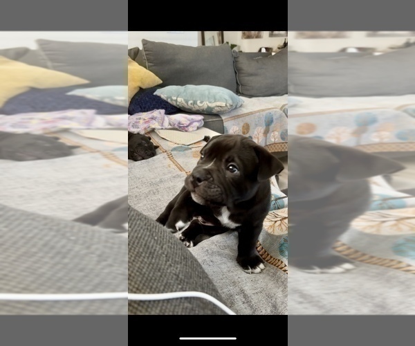 Medium Photo #18 Bulldog Puppy For Sale in OXNARD, CA, USA