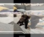 Small Photo #18 Bulldog Puppy For Sale in OXNARD, CA, USA