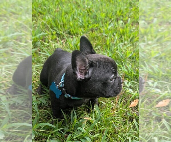 Medium Photo #3 French Bulldog Puppy For Sale in COLUMBUS, GA, USA