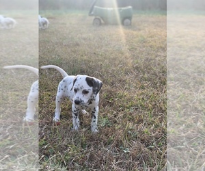Dalmatian Puppy for sale in LINCOLNTON, GA, USA