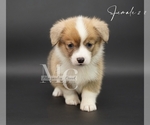 Small #11 Pembroke Welsh Corgi