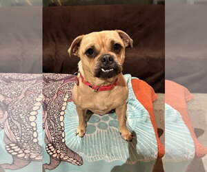 Pug-Unknown Mix Dogs for adoption in Wakefield, RI, USA