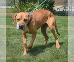 Small #10 Great Dane Mix