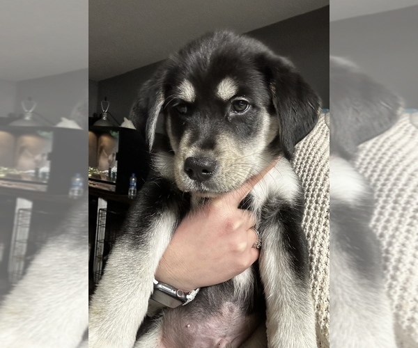 Medium Photo #1 Goberian Puppy For Sale in FENNVILLE, MI, USA