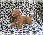 Small #6 Goldendoodle (Miniature)