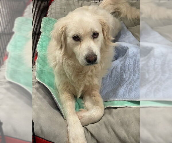 Medium Photo #6 Great Pyrenees Puppy For Sale in Spring, TX, USA