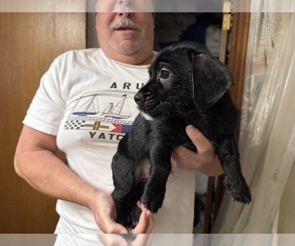 Medium Photo #11 Schweenie Puppy For Sale in DOTHAN, AL, USA