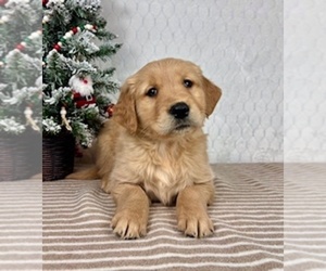 Golden Retriever Puppy for sale in GREENFIELD, IN, USA