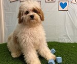 Small #1 Cavapoo
