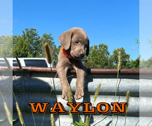Labrador Retriever Puppy for sale in MARSHFIELD, MO, USA