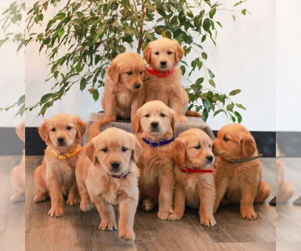 Medium Photo #3 Golden Retriever Puppy For Sale in LITITZ, PA, USA