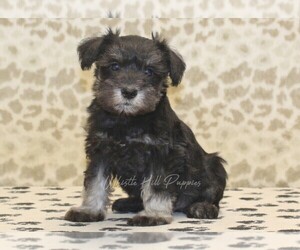 Schnauzer (Miniature) Puppy for sale in DENVER, PA, USA