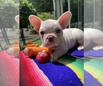 Puppy Jacob Faux Frenchbo Bulldog