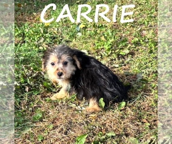 Medium Photo #2 YorkiePoo Puppy For Sale in HARTLAND, MN, USA