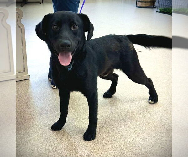 Medium Photo #5 Labrador Retriever-Unknown Mix Puppy For Sale in Canton, CT, USA
