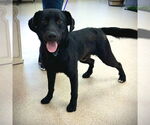 Small Photo #5 Labrador Retriever-Unknown Mix Puppy For Sale in Canton, CT, USA