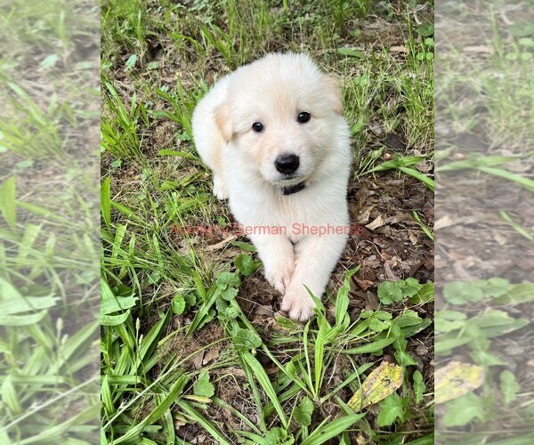 Medium Photo #3 German Shepherd Dog Puppy For Sale in PIEDMONT, MO, USA