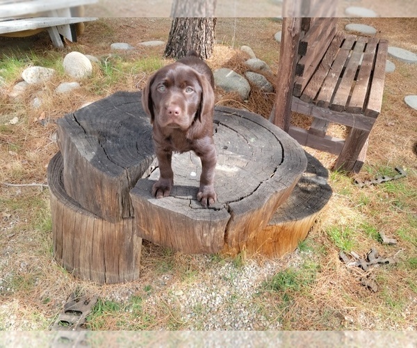 Medium Photo #10 Labrador Retriever Puppy For Sale in SANTA CLARITA, CA, USA